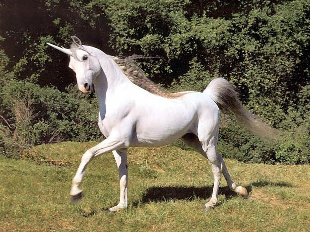 Click to Enlarge

Name: unicorn1.jpg
Size: 119 KB