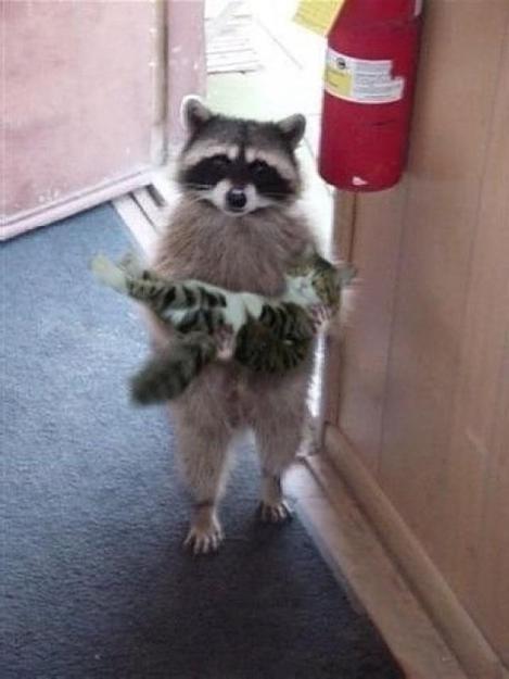 Click to Enlarge

Name: raccoon-holding-cat.jpg
Size: 43 KB