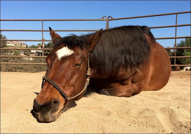 Click to Enlarge

Name: DAXHorse.PNG
Size: 893 KB
