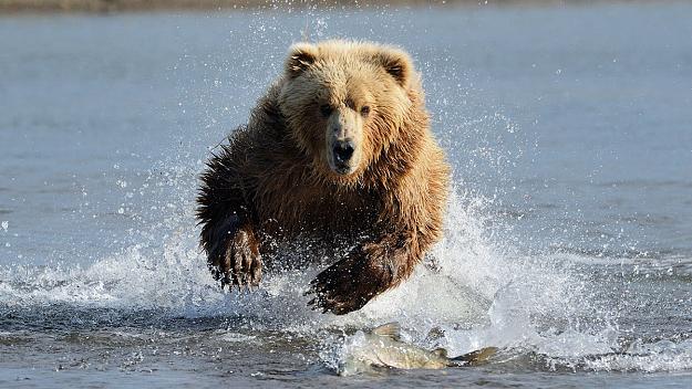 Click to Enlarge

Name: grizzly-bear-attacking-fish.jpg
Size: 210 KB