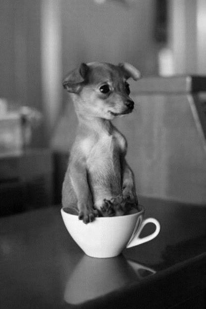 Click to Enlarge

Name: Tea_Cup_Pup.jpg
Size: 95 KB