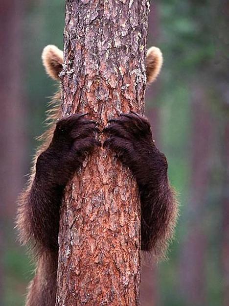 Click to Enlarge

Name: Brown Bear  escondida detr�s del �rbol.jpg
Size: 62 KB