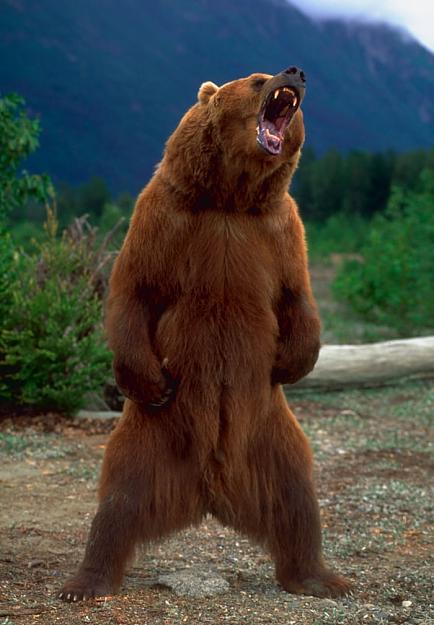 Click to Enlarge

Name: angry bear.jpg
Size: 95 KB