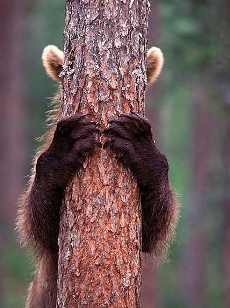 Click to Enlarge

Name: Brown Bear  escondida detrs del rbol.jpg
Size: 62 KB