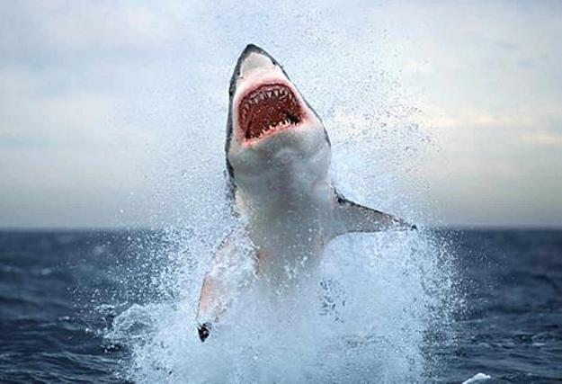 Click to Enlarge

Name: white-shark 06.jpg
Size: 77 KB