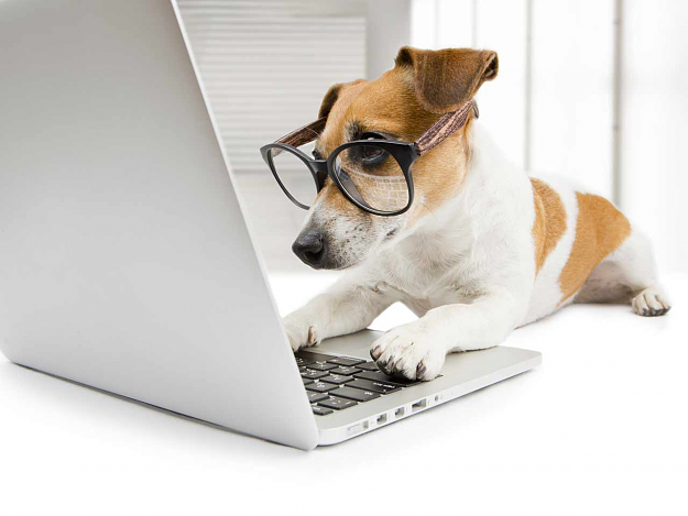 Click to Enlarge

Name: smart dog on pc.png
Size: 473 KB