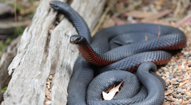 Click to Enlarge

Name: red belly black.png
Size: 843 KB
