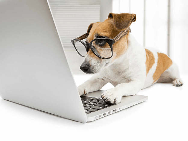 Click to Enlarge

Name: smart dog on pc.png
Size: 94 KB