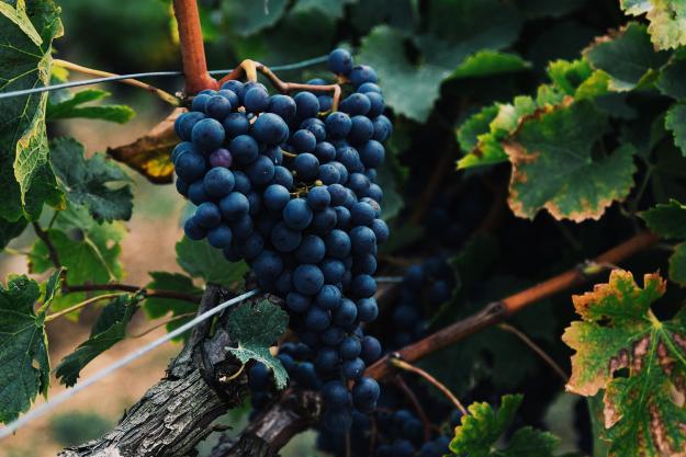 Click to Enlarge

Name: alasdair-elmes-367916-cabernet-grapes.jpg
Size: 502 KB