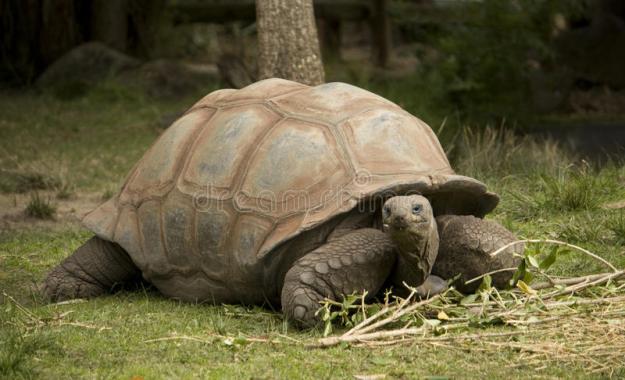 Click to Enlarge

Name: tortoise-11150573.jpg
Size: 80 KB