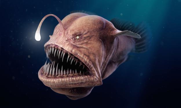 Click to Enlarge

Name: 10-weirdest-deep-sea-creatures.jpg
Size: 122 KB