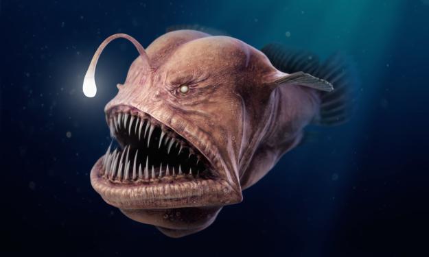 Click to Enlarge

Name: 10-weirdest-deep-sea-creatures.jpg
Size: 122 KB