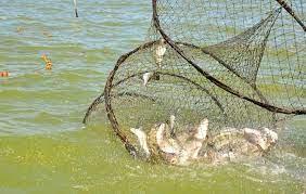 Click to Enlarge

Name: Fish.4444444.jpg
Size: 10 KB