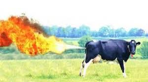 Click to Enlarge

Name: cow.jpeg
Size: 6 KB