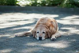 Click to Enlarge

Name: Dog.jpeg
Size: 8 KB