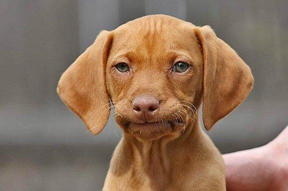 Click to Enlarge

Name: Unimpressed-Dog-Meme-08.jpg
Size: 35 KB