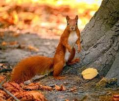 Click to Enlarge

Name: squirrel.jpeg
Size: 10 KB