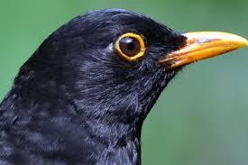 Click to Enlarge

Name: BIRD.jpeg
Size: 7 KB