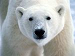Click to Enlarge

Name: polar-bear.jpg
Size: 7 KB
