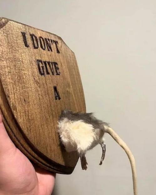 Click to Enlarge

Name: rats azz.jpg
Size: 122 KB