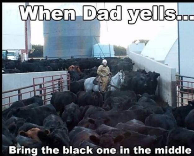 Click to Enlarge

Name: cattle.jpg
Size: 94 KB
