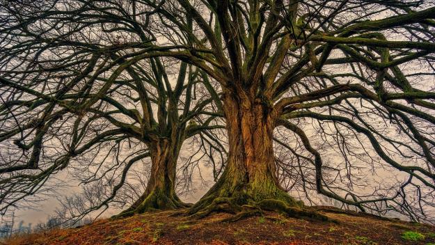 Click to Enlarge

Name: tree-3097419_1280.jpg
Size: 581 KB