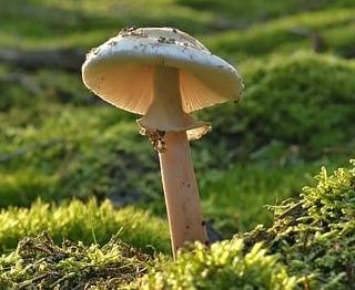 Click to Enlarge

Name: mushroom-8191823_640.jpg
Size: 76 KB