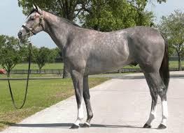 Click to Enlarge

Name: gray thoroughbred.jpg
Size: 9 KB