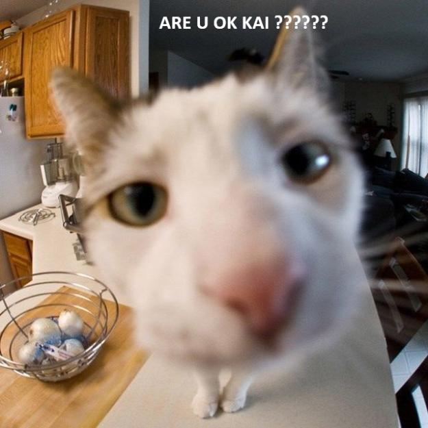 Click to Enlarge

Name: cat.jpg
Size: 94 KB