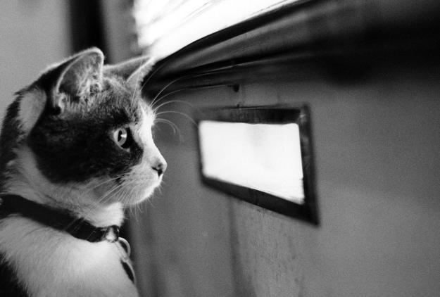 Click to Enlarge

Name: waiting cat.jpg
Size: 225 KB