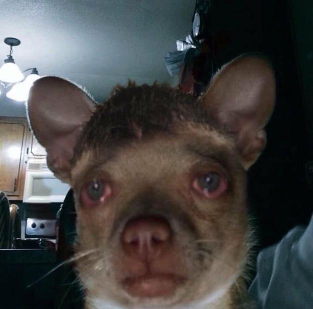 Click to Enlarge

Name: dog.jpg
Size: 51 KB