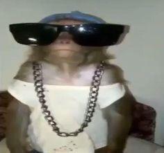 Click to Enlarge

Name: monkey.jpg
Size: 8 KB