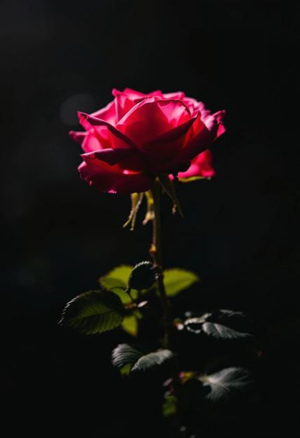 Click to Enlarge

Name: prompthero-prompt-5b1a6374a66.jpeg
Size: 63 KB