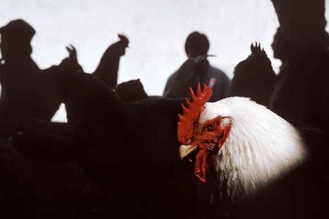Click to Enlarge

Name: Chicken.JPG
Size: 15 KB