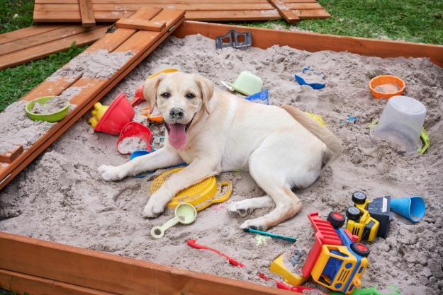 Click to Enlarge

Name: sandbox-dog-toys aa.jpg
Size: 889 KB