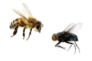 Click to Enlarge

Name: Bee_Fly_300.png
Size: 9 KB
