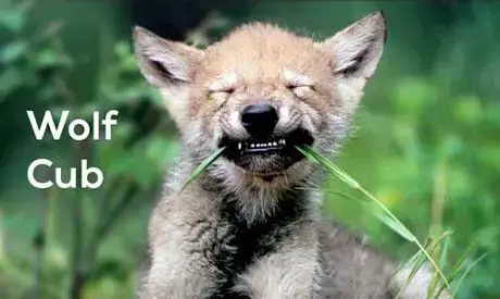 Click to Enlarge

Name: wolf-cub_thumb3-460x275.jpg.webp
Size: 14 KB