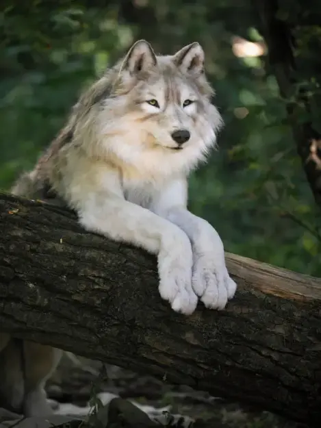 Click to Enlarge

Name: dog-wolf-golden-dawn-by-tatiana-belousova.jpg
Size: 33 KB