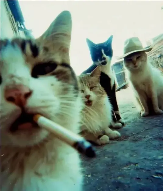 Click to Enlarge

Name: meow.jpg
Size: 23 KB